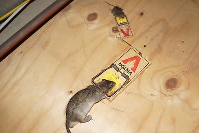 mouse trapping