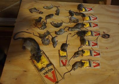 rodent trapping